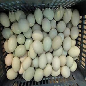 Lavatrice Elettrica per Uova BsxiouY, macchina automatica per pulire uova di gallina, anatra e oca